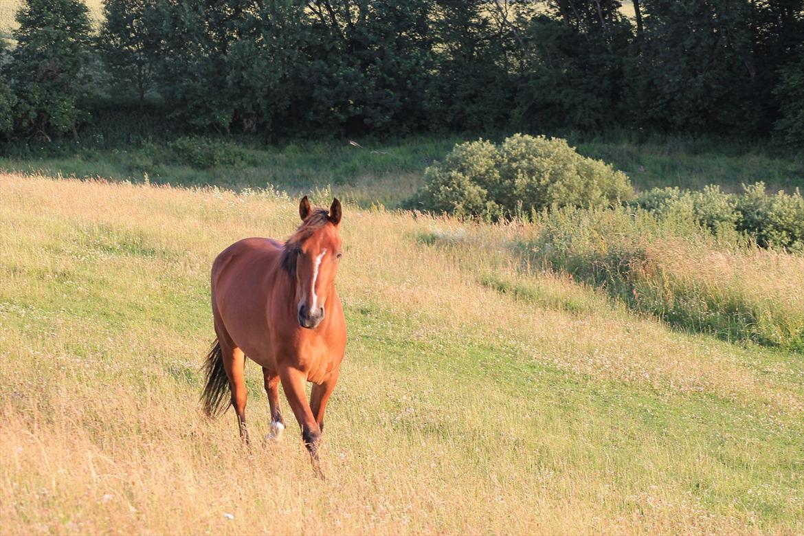 Anden særlig race Pick Pack - D. 12.07.11 billede 14