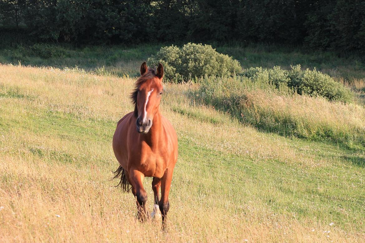Anden særlig race Pick Pack - D. 12.07.11
Elsker når du kommer løbende til mig billede 15