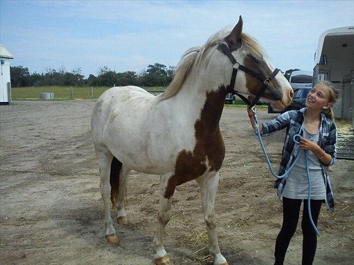 Paint Rosenlyst´s Shane!<3 (Bertil) - lige da han var kommet billede 3