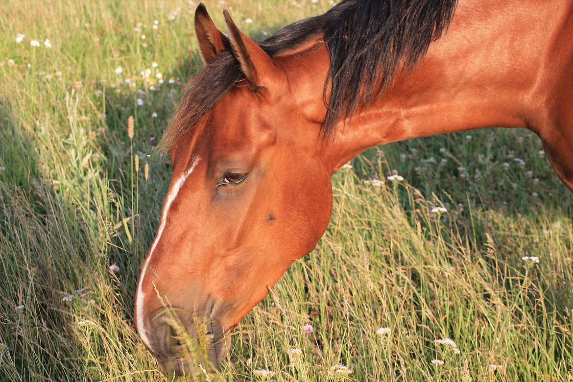 Anden særlig race Pick Pack - D. 12.07.11
Dit smukke hoved billede 16