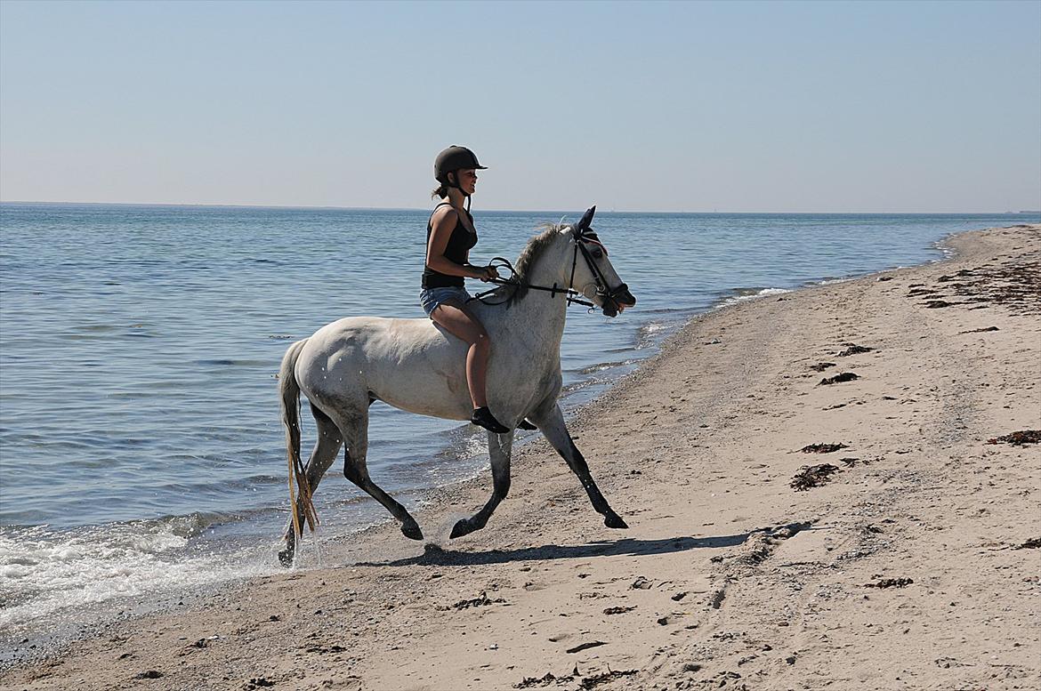 Hollandsk Sportspony Rainy Lake  - min prinsesse :-D<3 billede 13