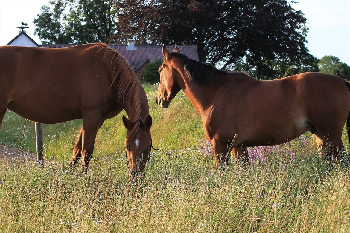 Anden særlig race Pick Pack - D. 12.07.11 billede 17