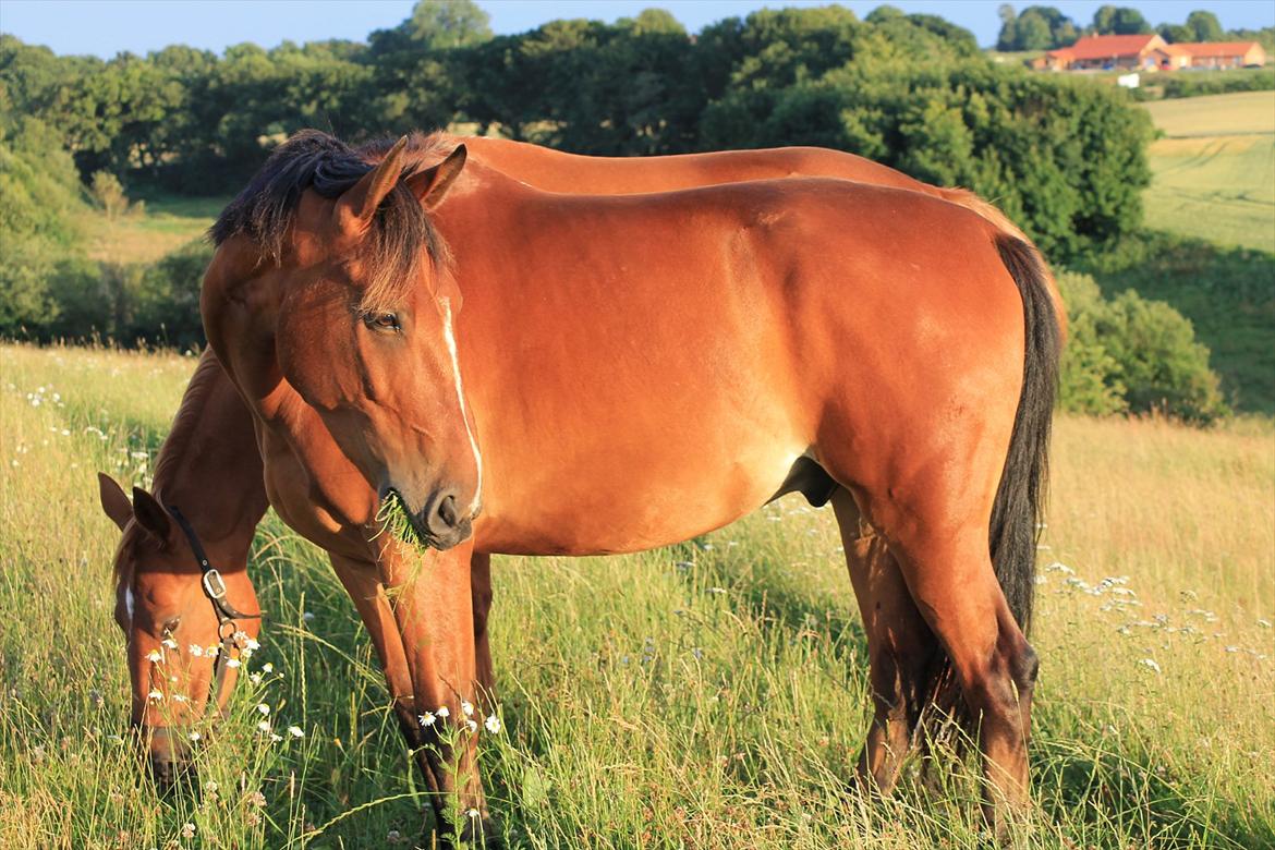 Anden særlig race Pick Pack - D. 12.07.11
Tak for kigget  billede 18