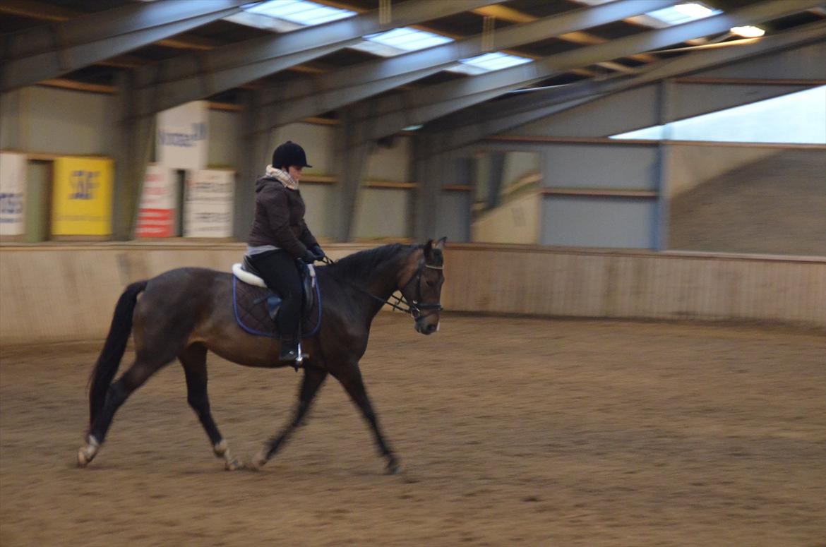 Dansk Varmblod Goodwill Future  billede 16