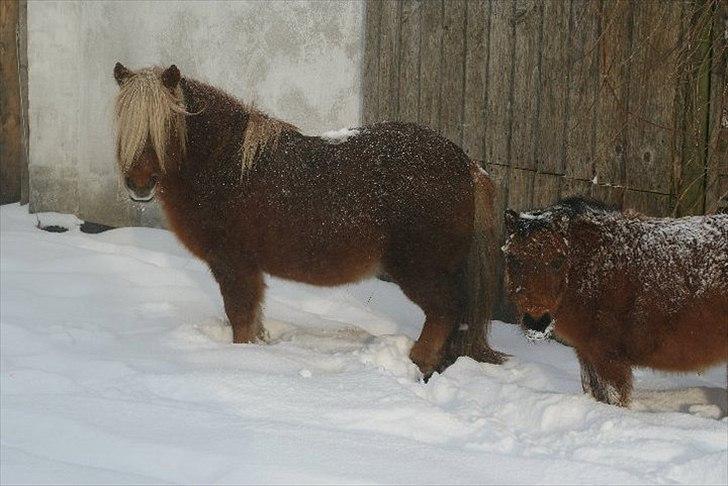 Shetlænder Nalle  - nalle i meget sne vejer <3  billede 10