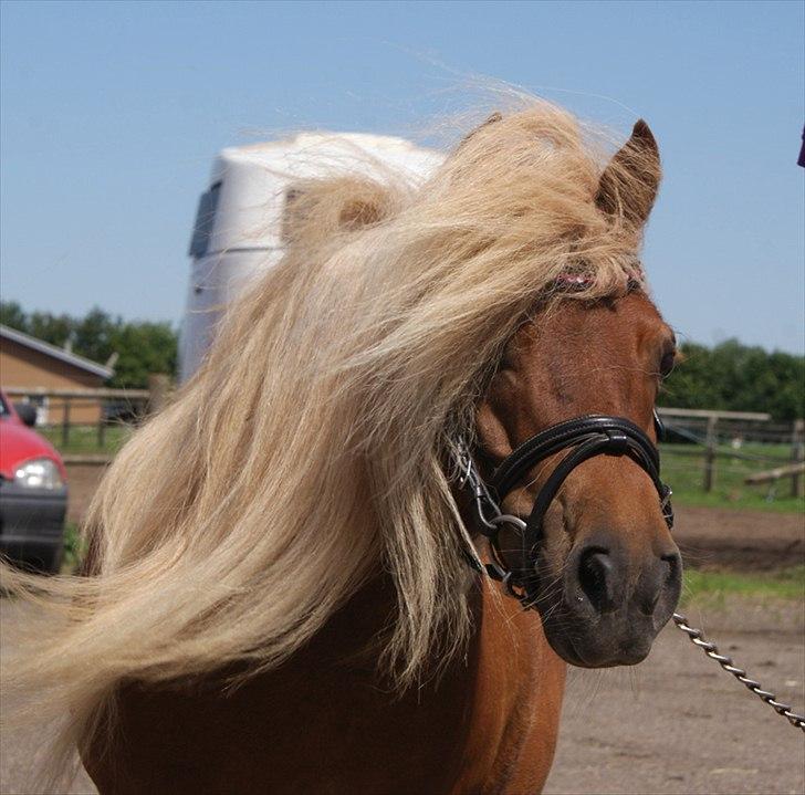 Shetlænder Lindholms Trille R.I.P :'( - Trille d. 6. juli 2011 (: billede 13