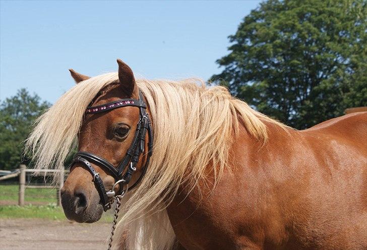 Shetlænder Lindholms Trille R.I.P :'( - Lille tykke pony, d. 6 juli 2011 (: billede 11