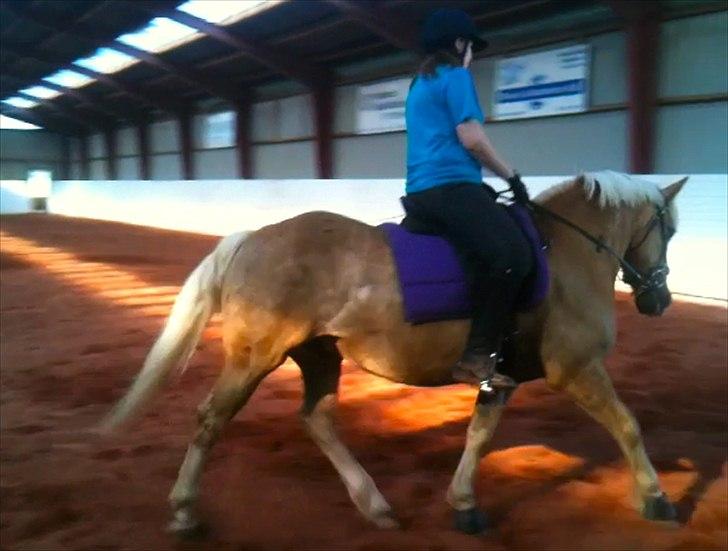 Haflinger Dexter - 27. juni 2011 billede 10