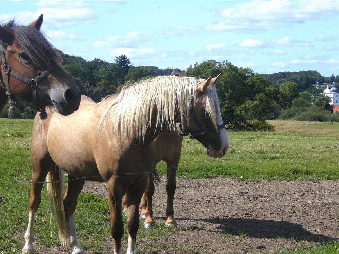 Hollandsk Sportspony Lodius |Smørblomst|<3 - Et billede af Lodius fra da han var avlshingst :-) ♥
 billede 17