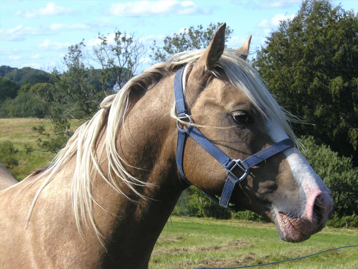 Hollandsk Sportspony Lodius |Smørblomst|<3 - Awww, da han var hingst :-b ♥
 billede 18