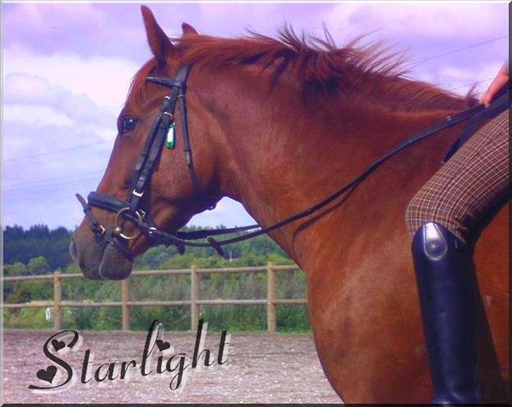 Anden særlig race Starlight - red - Ridning uden sadel på en 3 års. Foto: Heidi :) billede 1