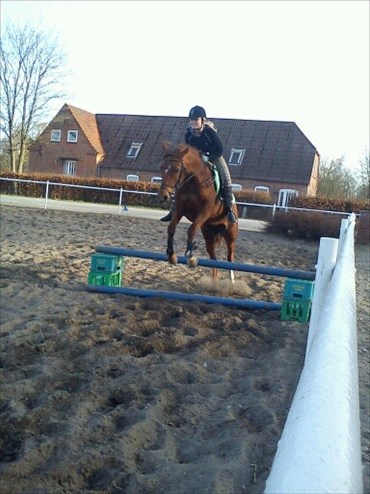 Arabisk fuldblod (OX) Ronja billede 10