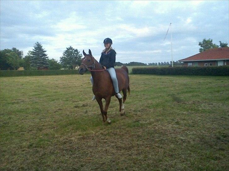 Arabisk fuldblod (OX) Ronja billede 11