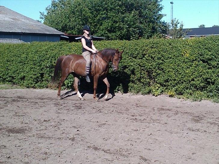 Arabisk fuldblod (OX) Ronja billede 13