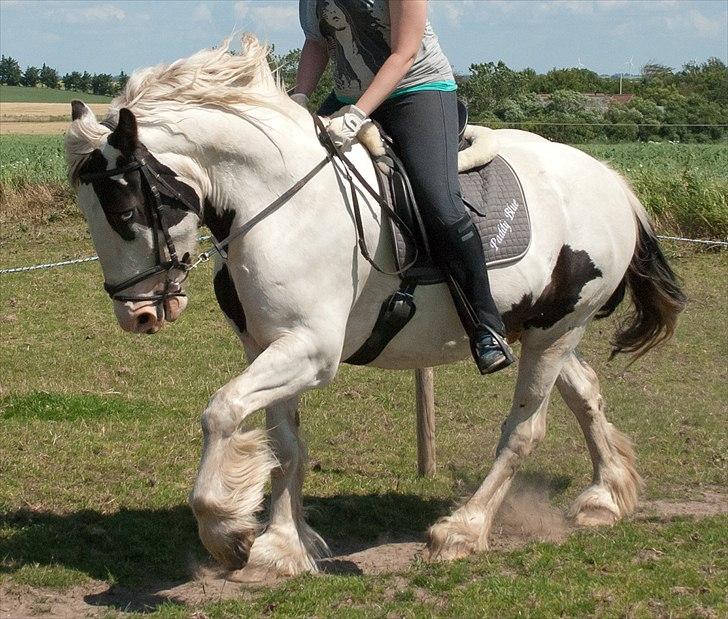 Tinker Paddy Blue ~ Min Soulmate ~ [Himmelhest] - Din galop føles som en bid af himlen...!!!  billede 15