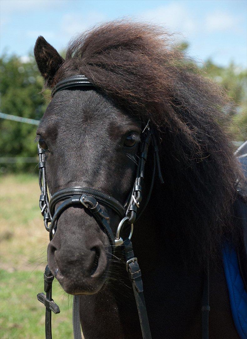 Shetlænder <3 <3 Werner <3 <3  - Velkommen til verden´s sødeste lille sorte mand´s profil.... :D billede 1