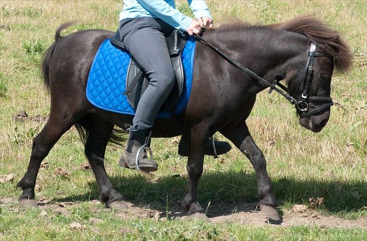 Shetlænder <3 <3 Werner <3 <3  - Han er ved at være lidt buff den bette.... FIN STAND...!!! ;D billede 18