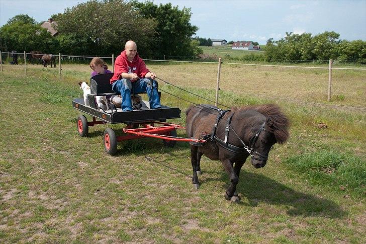 Shetlænder <3 <3 Werner <3 <3  - Her køre Werner tur med kæresten, Camilla og to af vovserne.... Hihi....  billede 5