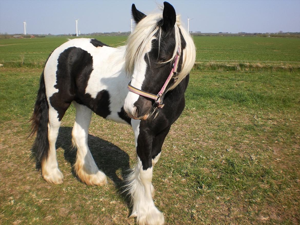 Irish Cob Sascha Eira Snowflake Solgt billede 17