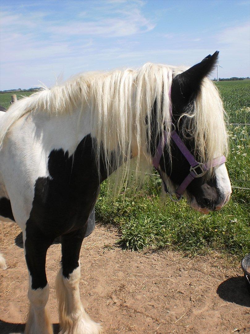 Irish Cob Sascha Eira Snowflake Solgt billede 19