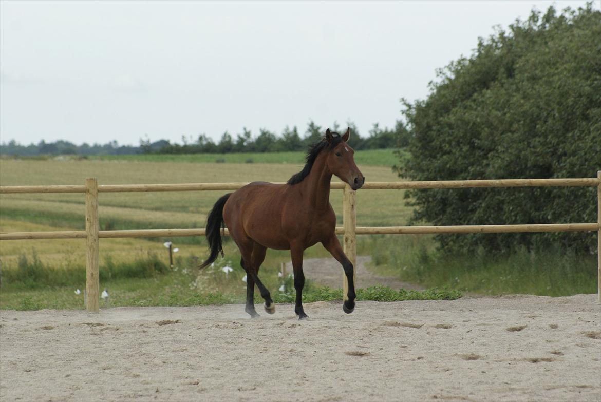 Pinto Ølbygårds Fantasy billede 9