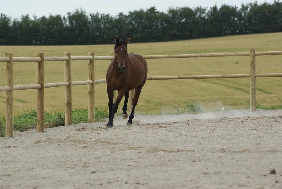 Pinto Ølbygårds Fantasy billede 10