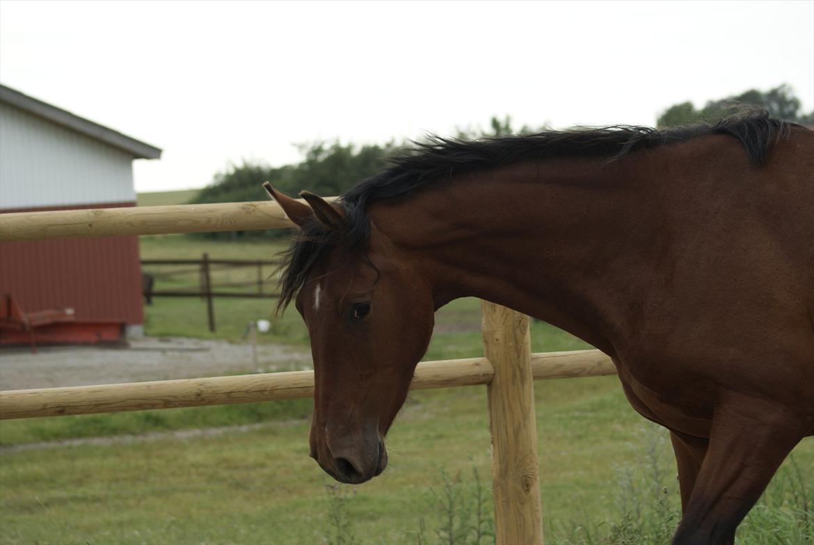 Pinto Ølbygårds Fantasy billede 11