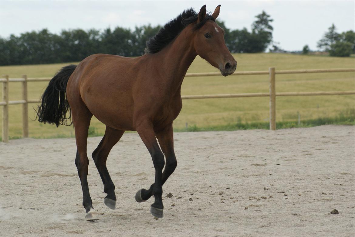 Pinto Ølbygårds Fantasy billede 12