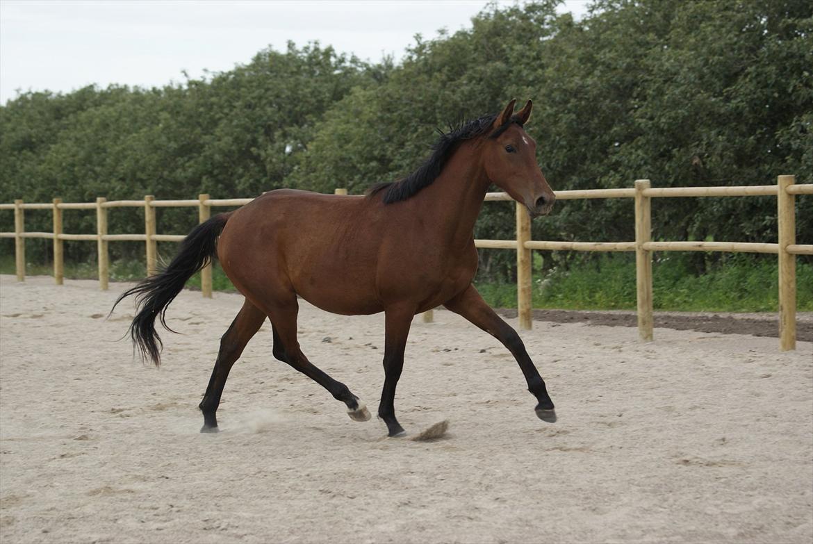 Pinto Ølbygårds Fantasy billede 13