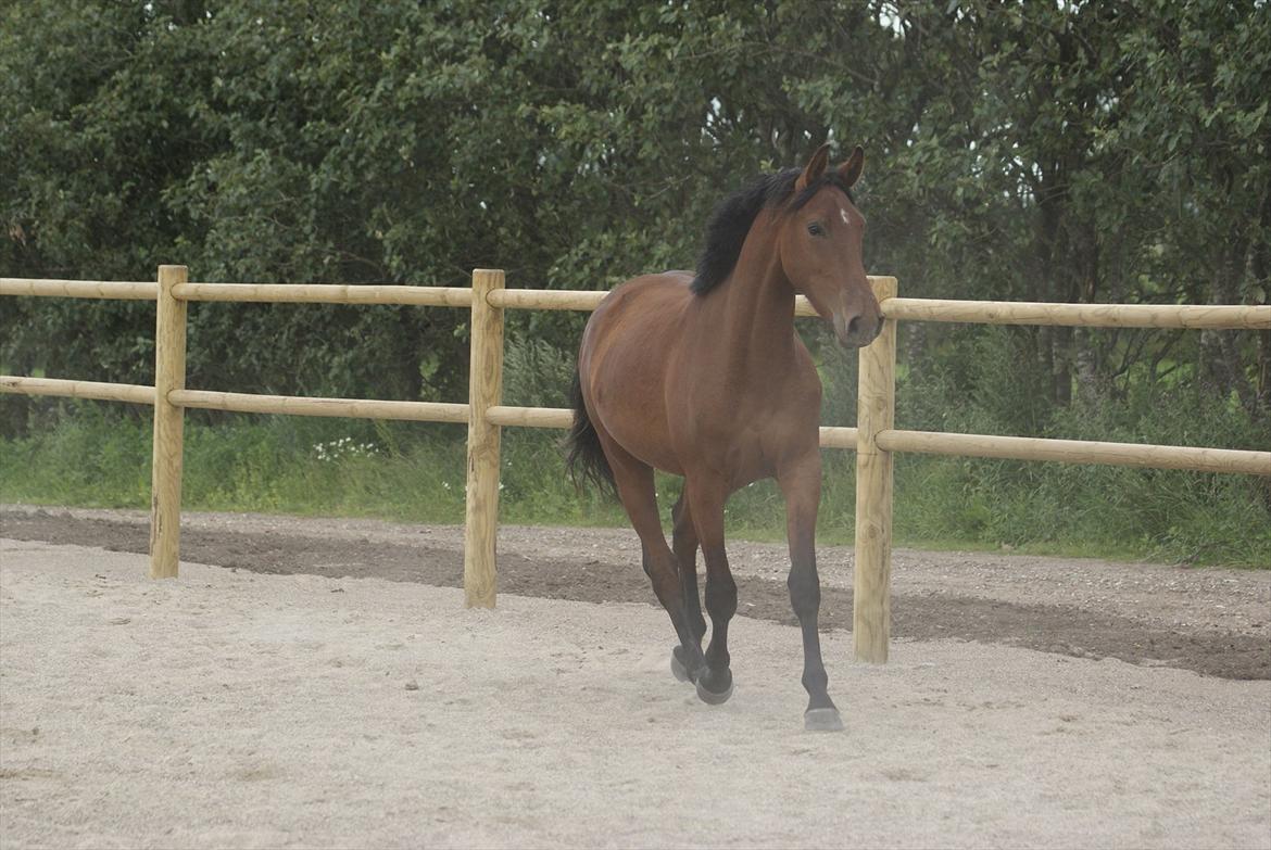 Pinto Ølbygårds Fantasy billede 14