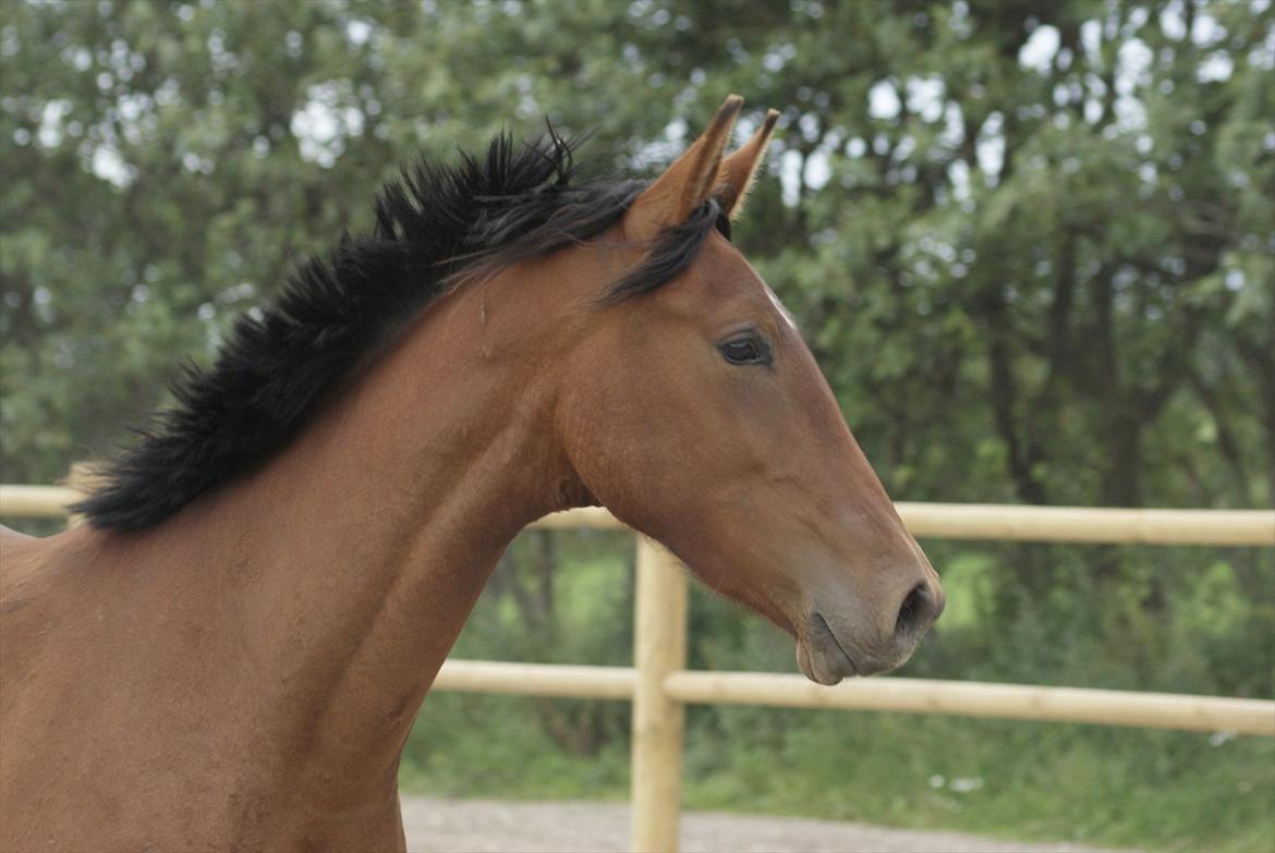 Pinto Ølbygårds Fantasy billede 15