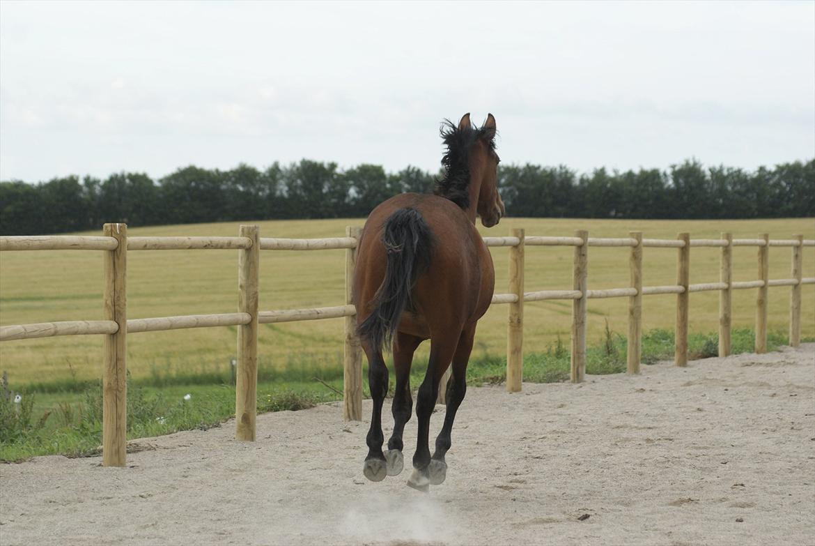 Pinto Ølbygårds Fantasy billede 16