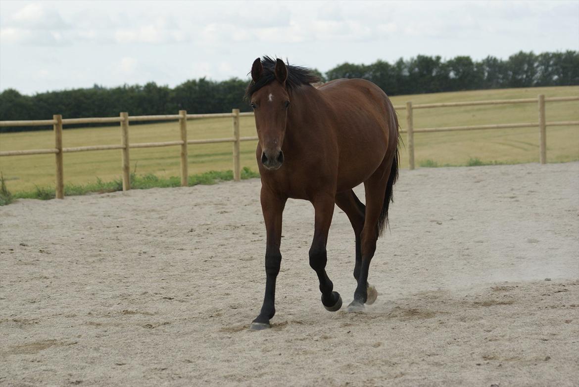 Pinto Ølbygårds Fantasy billede 17