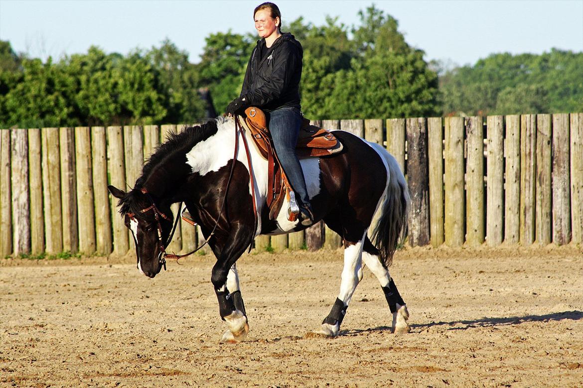 Irish Cob Crossbreed Chanel billede 1