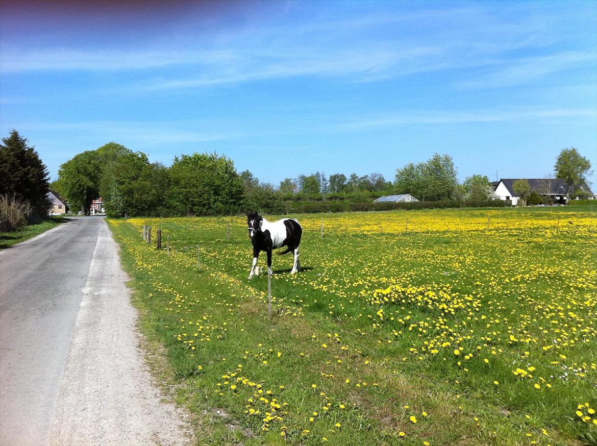 Irish Cob Crossbreed Chanel billede 2