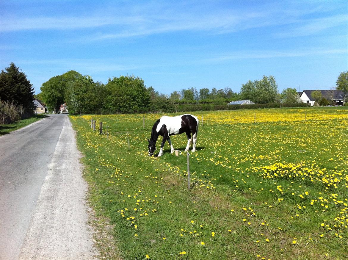 Irish Cob Crossbreed Chanel billede 3