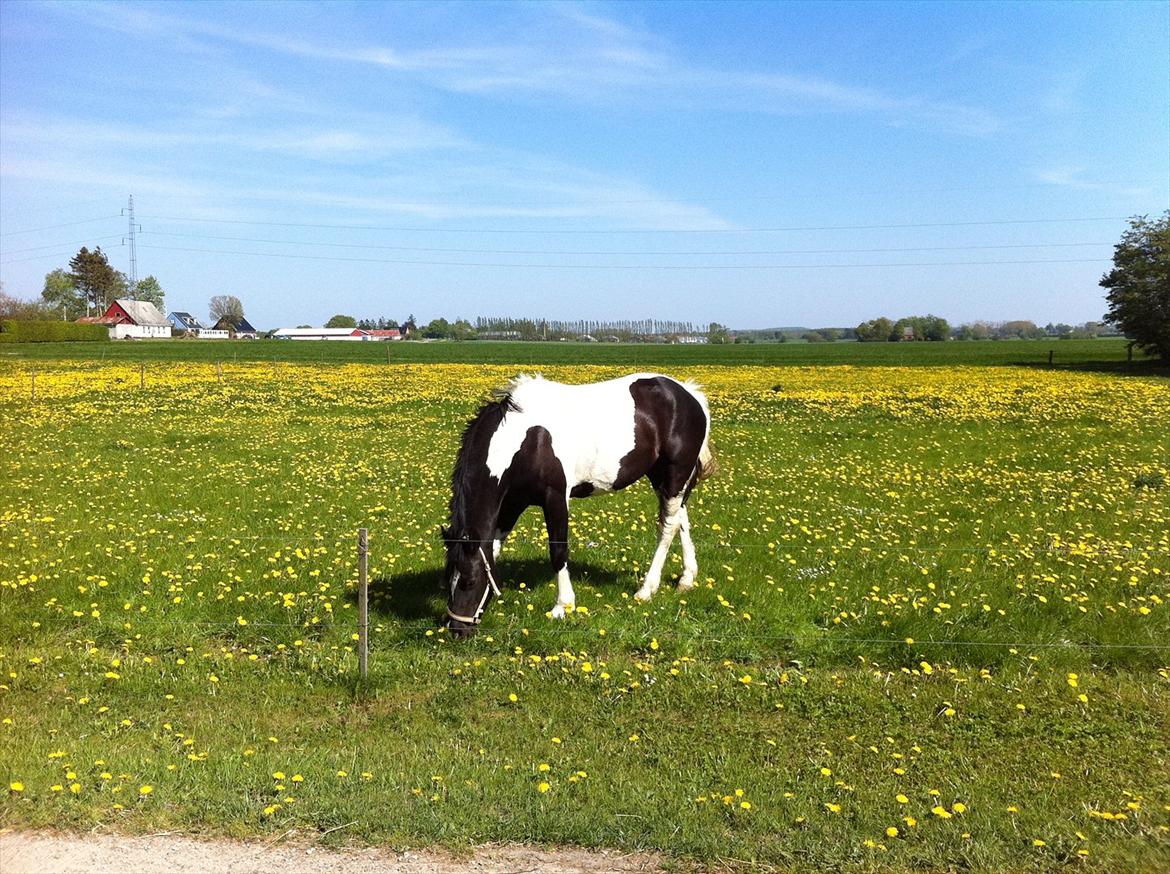 Irish Cob Crossbreed Chanel billede 4