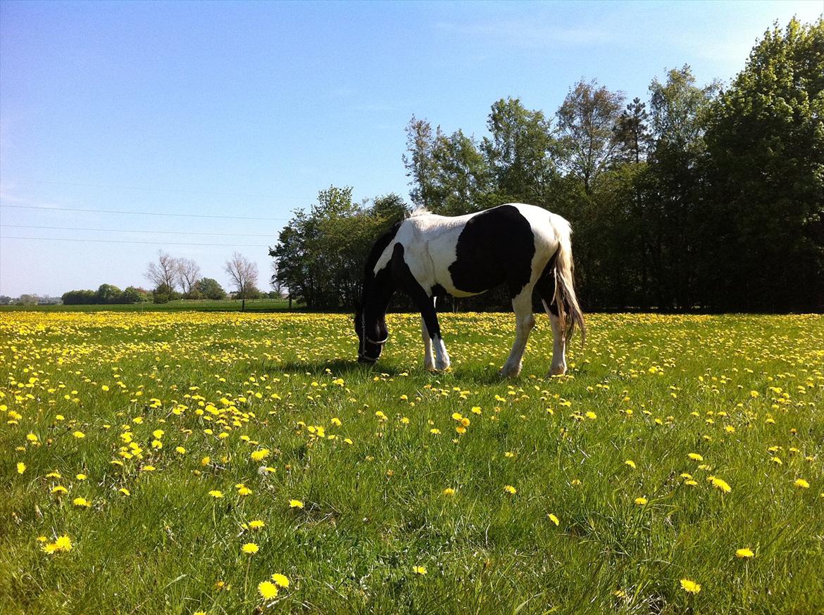 Irish Cob Crossbreed Chanel billede 5