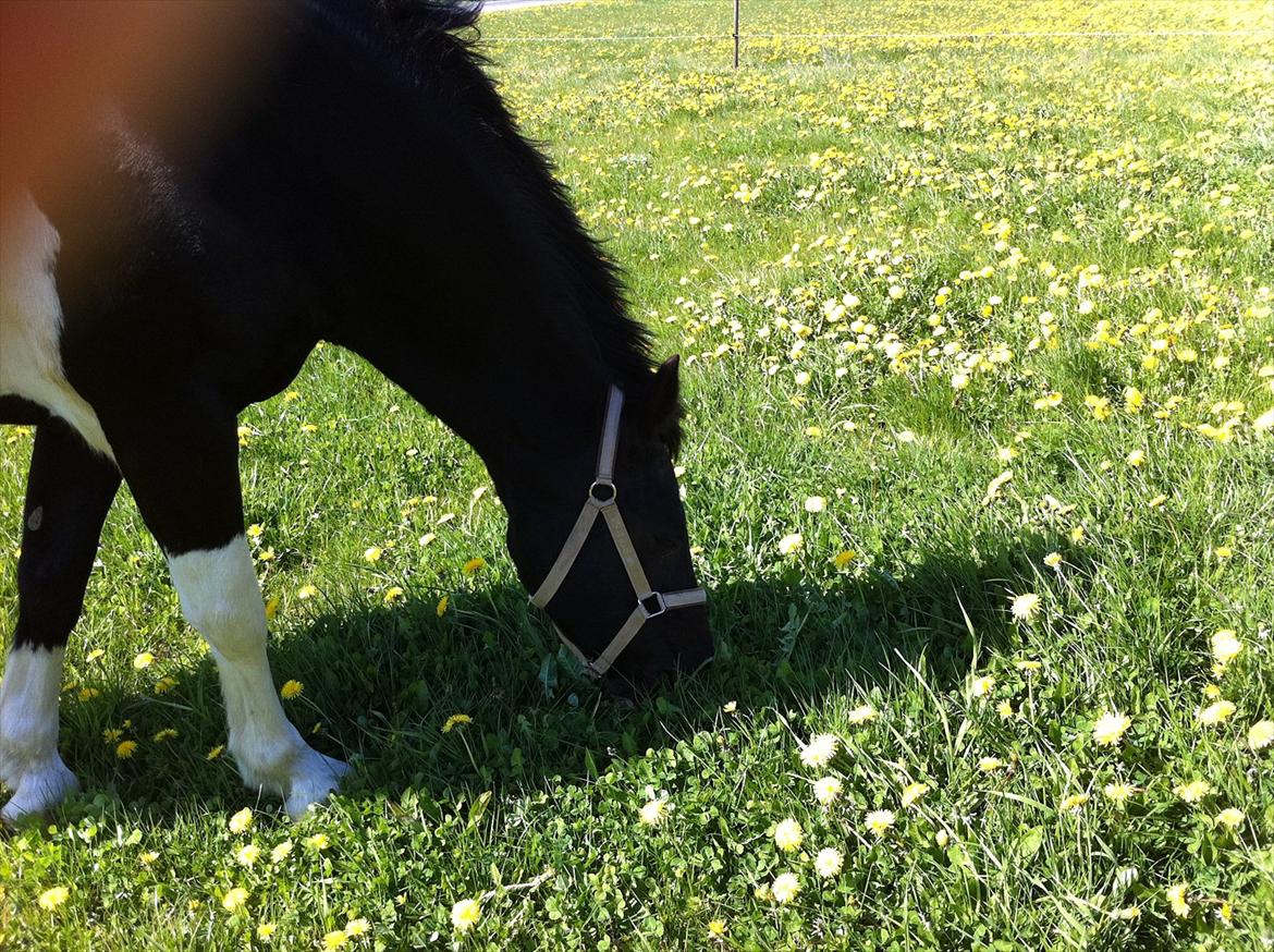 Irish Cob Crossbreed Chanel billede 6