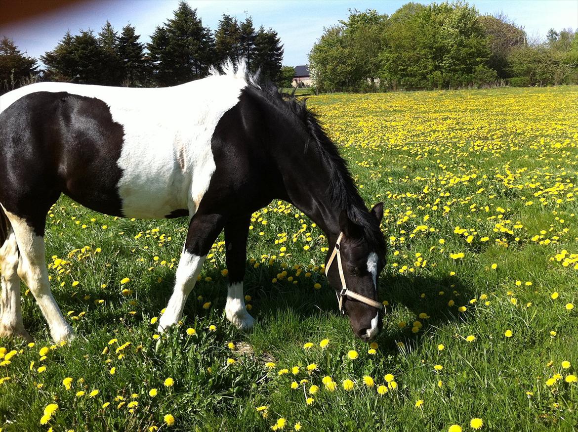 Irish Cob Crossbreed Chanel billede 7
