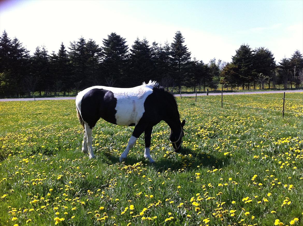 Irish Cob Crossbreed Chanel billede 8