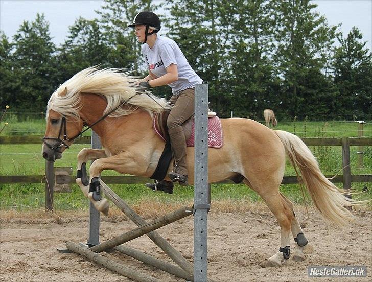 Haflinger Werdi Wican *SOLGT* - Springning for 1. gang. Billedet er taget af NB billede 16