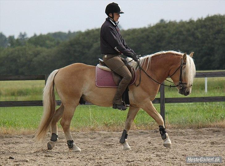 Haflinger Werdi Wican *SOLGT* - NB billede 17