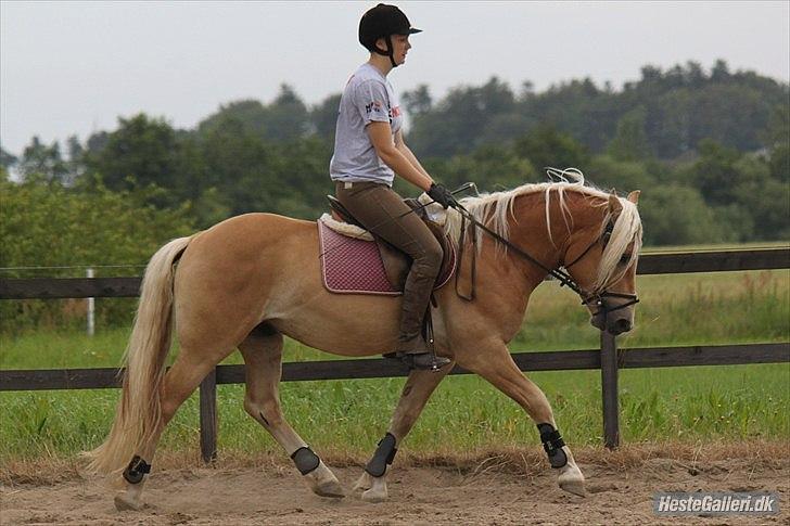 Haflinger Werdi Wican *SOLGT* - NB billede 18