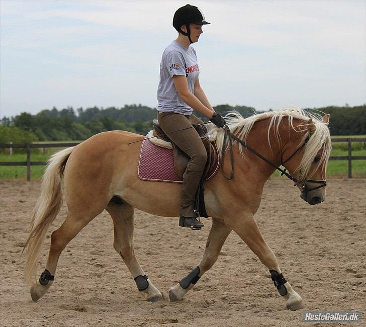 Haflinger Werdi Wican *SOLGT* - NB billede 19