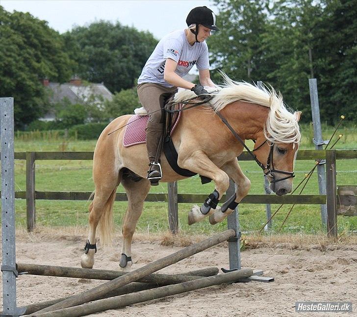 Haflinger Werdi Wican *SOLGT* - Jubiii... Billedet er taget af NB billede 20