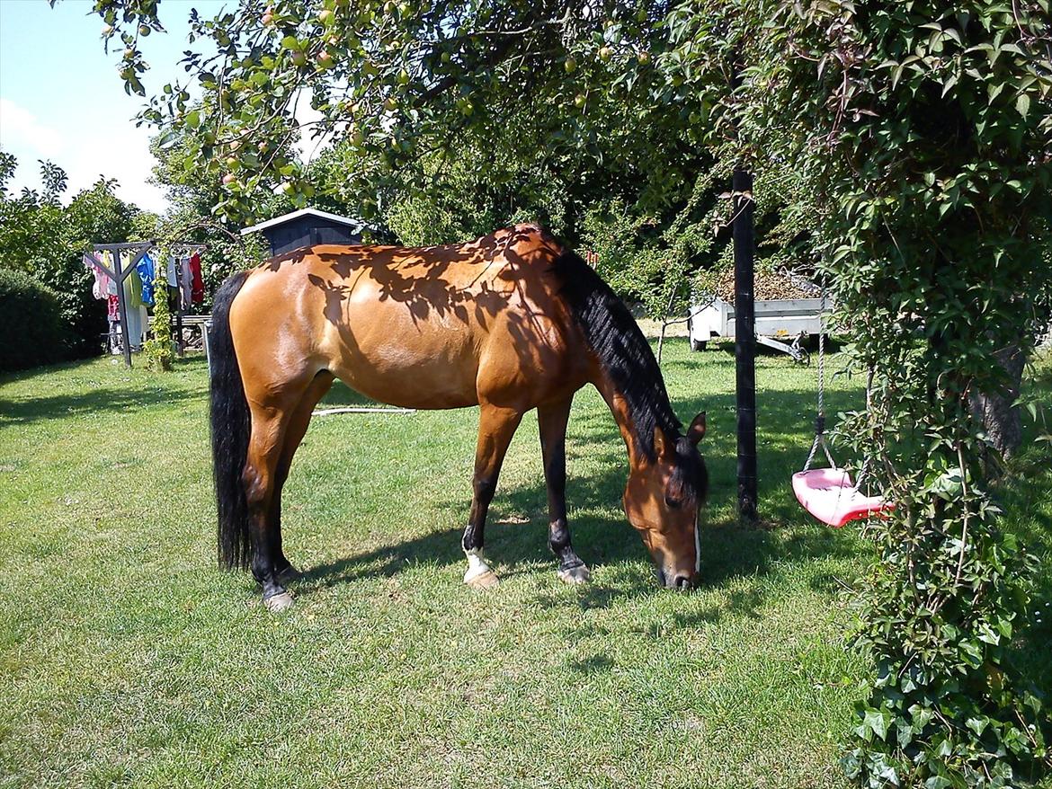 DSP Malou - LIge et stop i baghaven :) billede 6