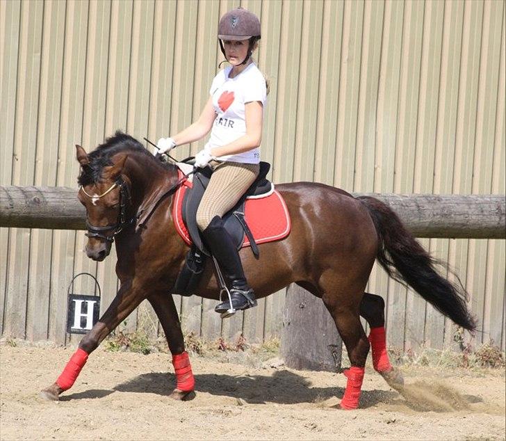 Welsh Pony (sec B) Låddenhøjs Misty - Foto: Sabina Müller billede 4