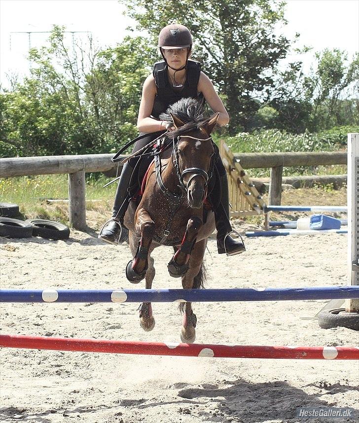 Welsh Pony (sec B) Låddenhøjs Misty - En fantastisk missekat
Foto: Mia Ann Jørgensen billede 9