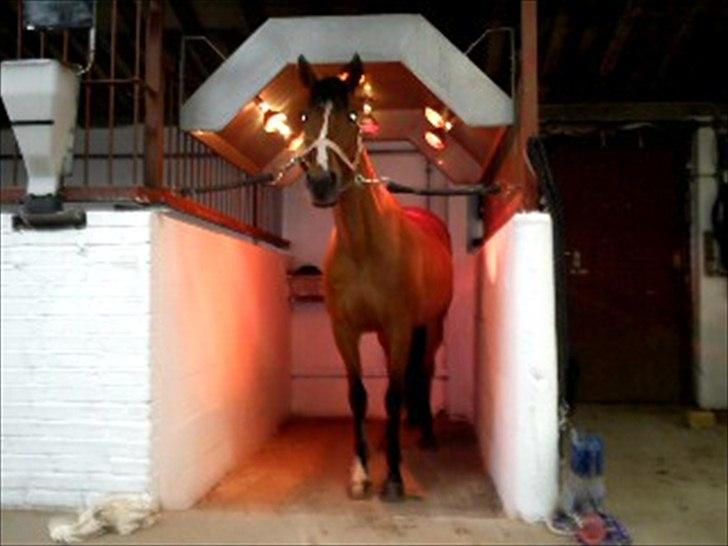 DSP Malou - Efter en kold regnvejrs dag, inden ridning  billede 7